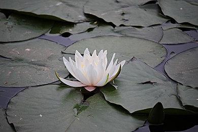 《上古卷轴OL》2022全球发布会定在1月28日